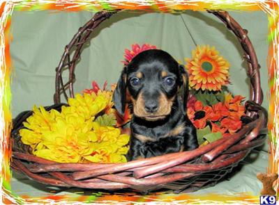 Puppies in KY
